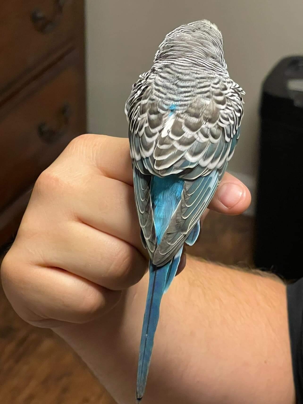 PREORDER - Keet